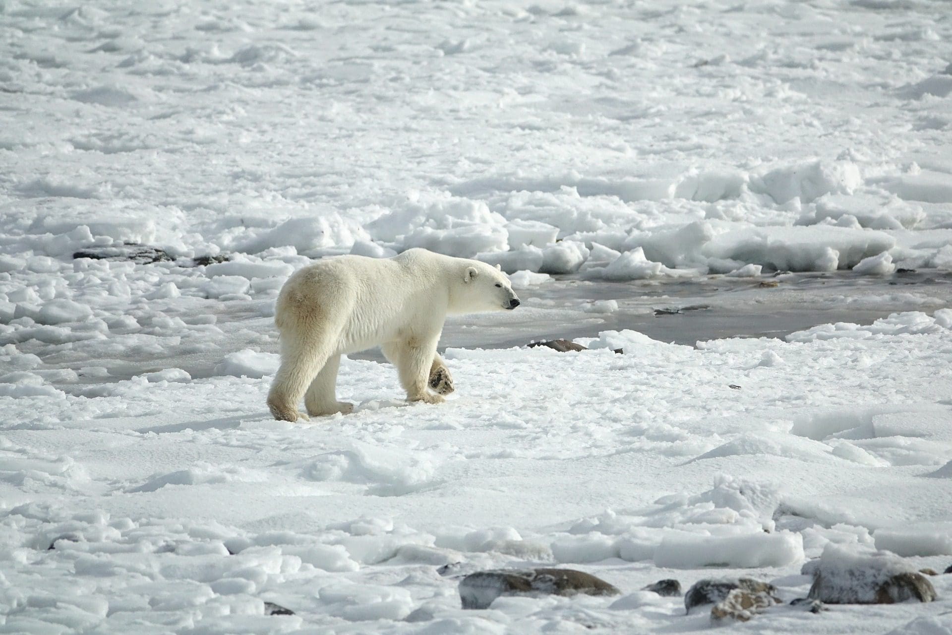 polar bear walking on iceberg